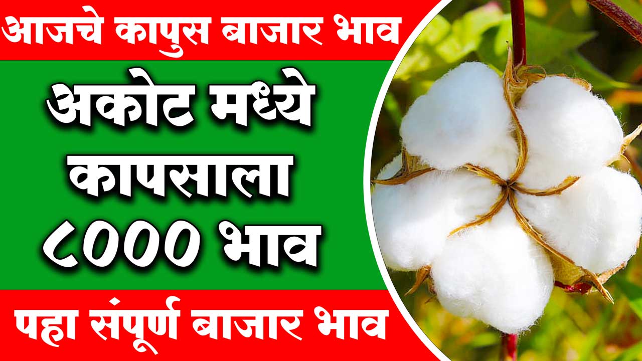 Cotton Price Today