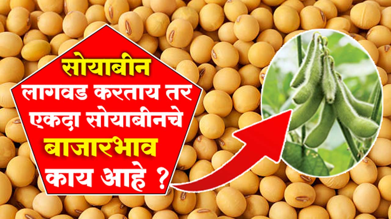 Soyabean Market Rate